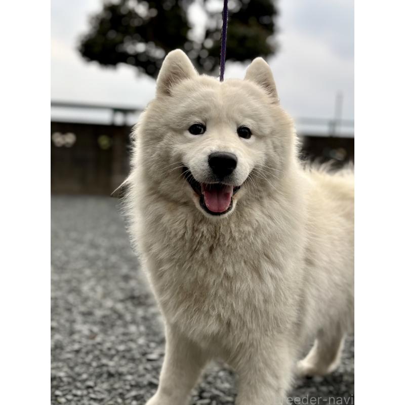 木下浩志ブリーダーの詳細