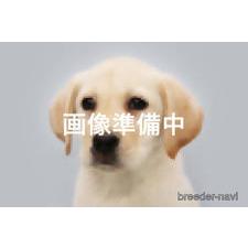 ♀︎ラブラドールレトリーバー