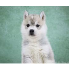 ♀︎シベリアンハスキー