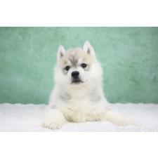 ♀︎シベリアンハスキー