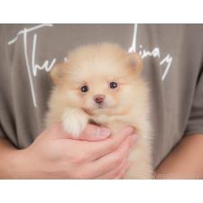 ♀︎ポメラニアン