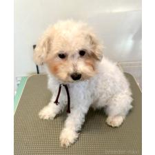 ♀︎ビションプー:ビションフリーゼ×トイプードル