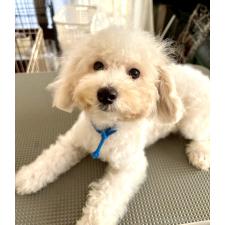 ♀︎ビションプー:ビションフリーゼ×トイプードル