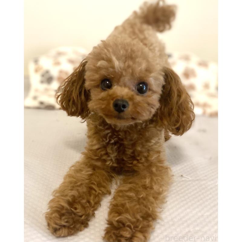 鈴木宏幸ブリーダーの詳細の1枚目