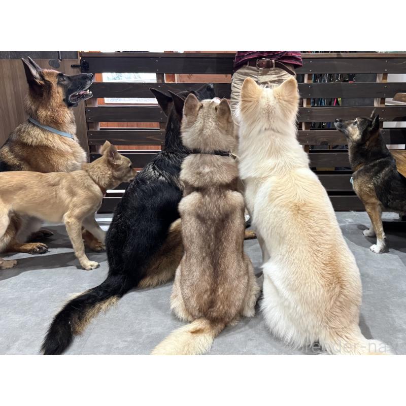 田中希ブリーダーの詳細