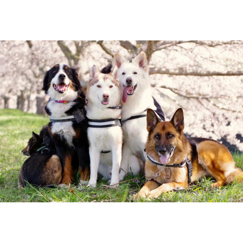 田中希ブリーダーの詳細