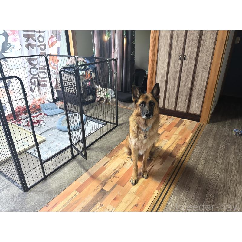 田中希ブリーダーの詳細