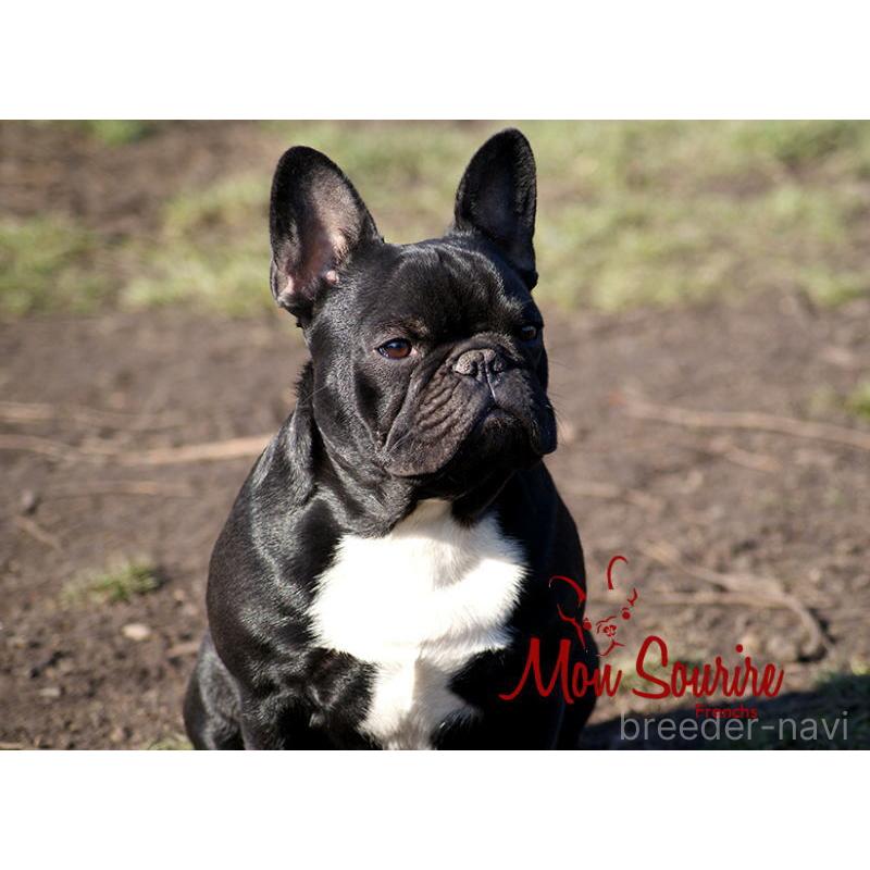 原田初美ブリーダーの詳細