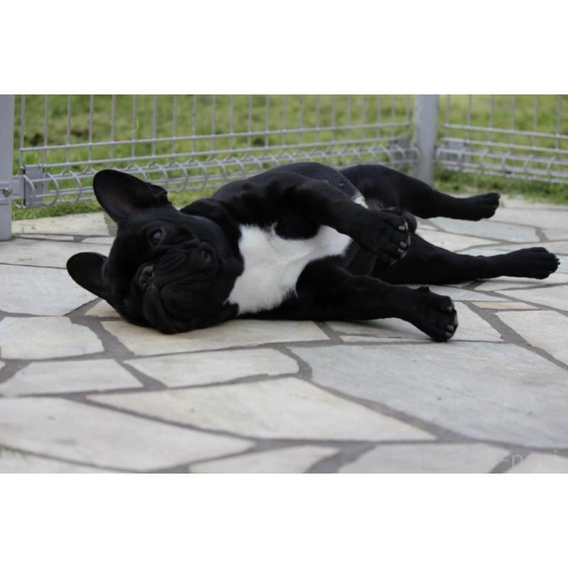 原田初美ブリーダーの詳細