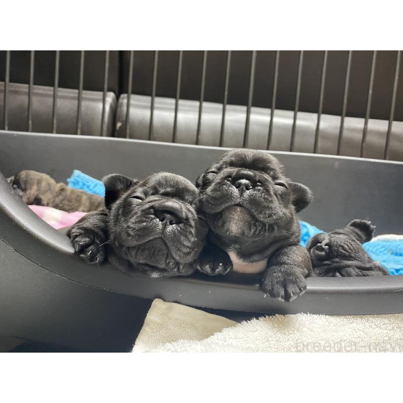 原田初美ブリーダーの詳細