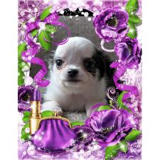 ♀︎チワワ(ロングコート)