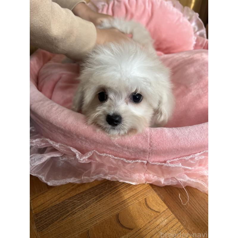 成約済の埼玉県のチワプー:チワワ×トイプードル-429215の5枚目