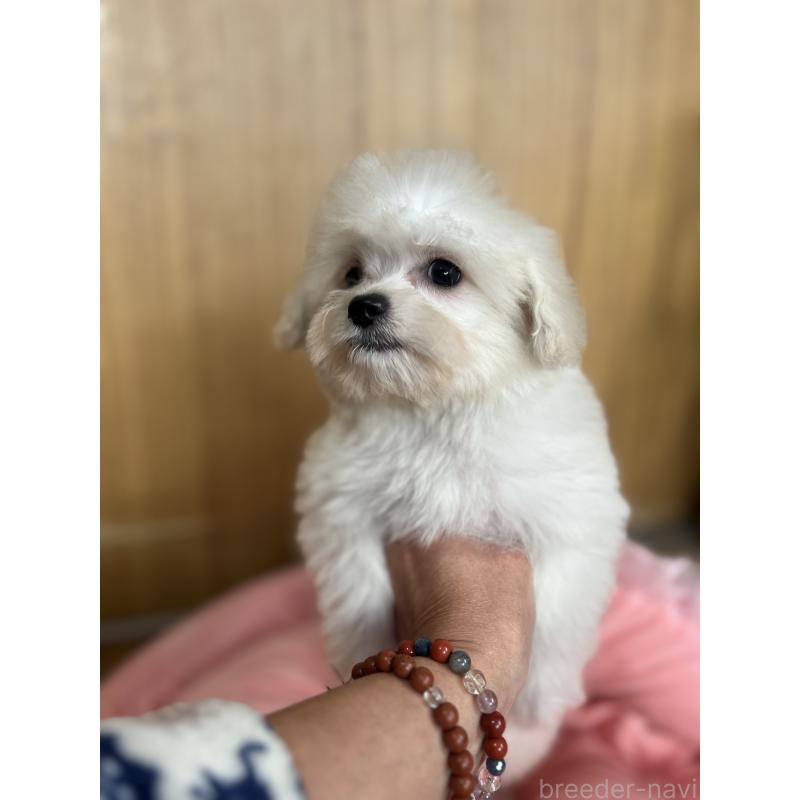 成約済の埼玉県のチワプー:チワワ×トイプードル-429215の4枚目