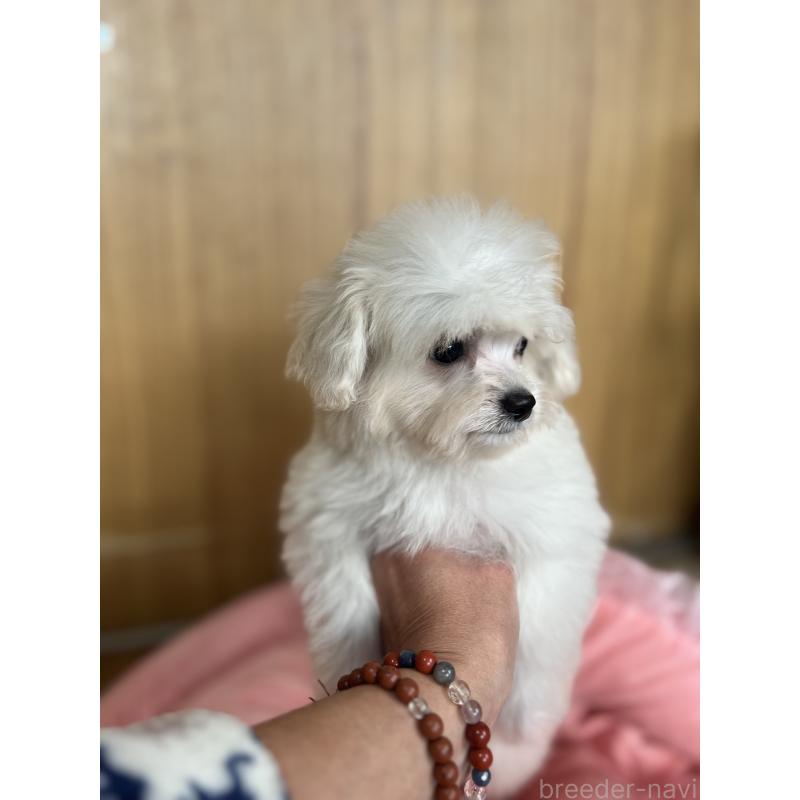 成約済の埼玉県のチワプー:チワワ×トイプードル-429215の3枚目