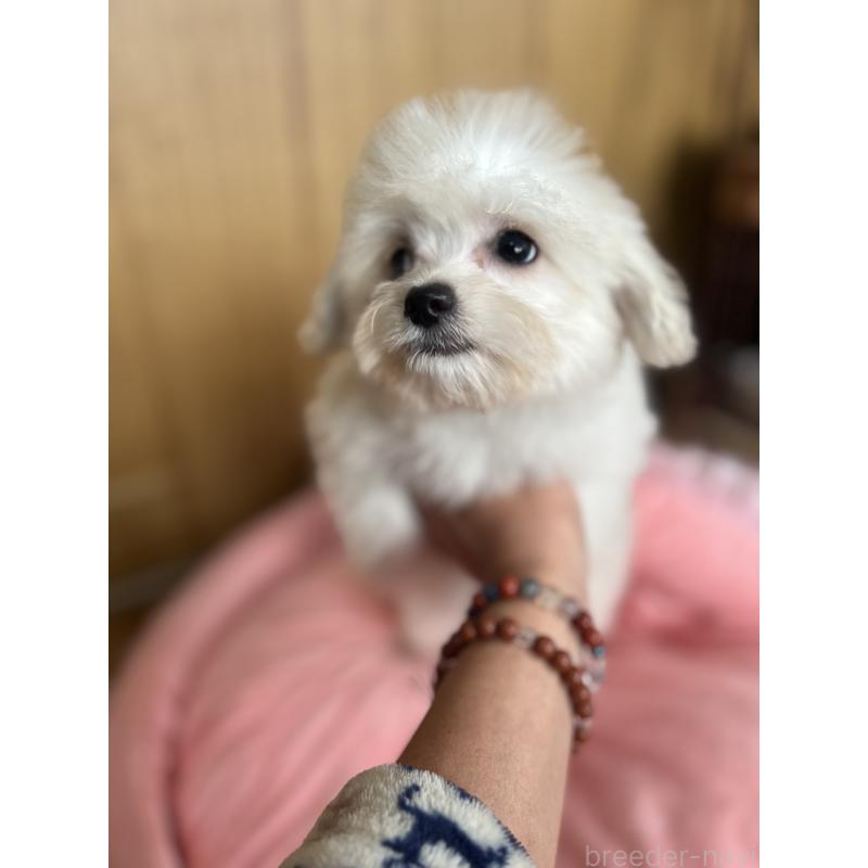 成約済の埼玉県のチワプー:チワワ×トイプードル-429215の2枚目