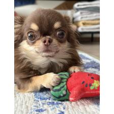 志田直子ブリーダー