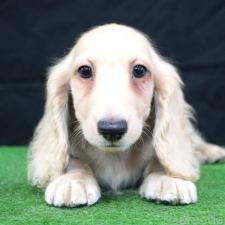 ミニチュアダックスフンド(ロングヘアード)の子犬