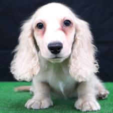 ♀︎ミニチュアダックスフンド(ロングヘアード)