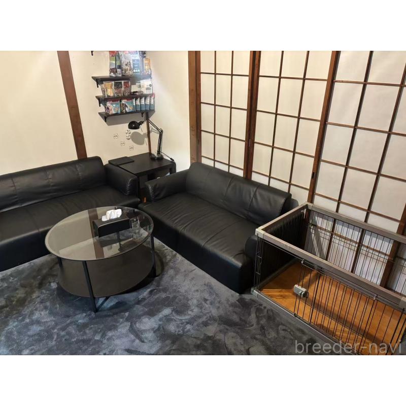 陳可揚ブリーダーの詳細