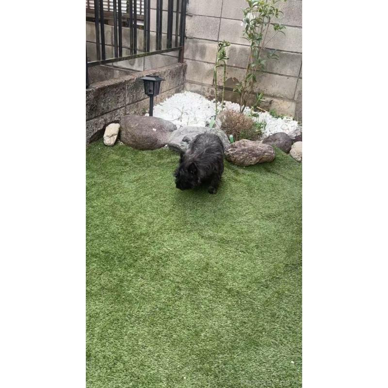 陳可揚ブリーダーの詳細