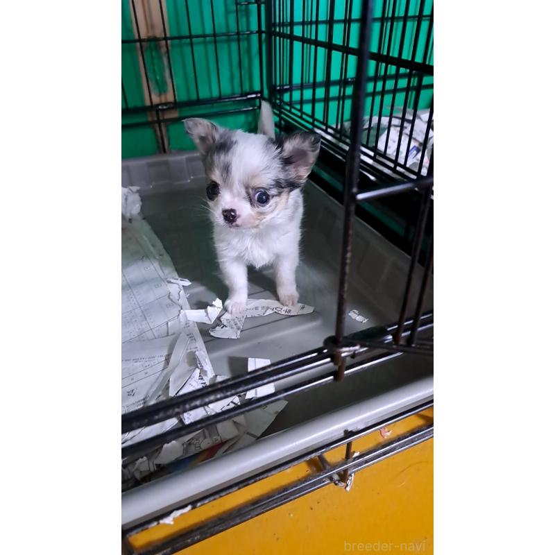 蓑本千代美ブリーダーの詳細