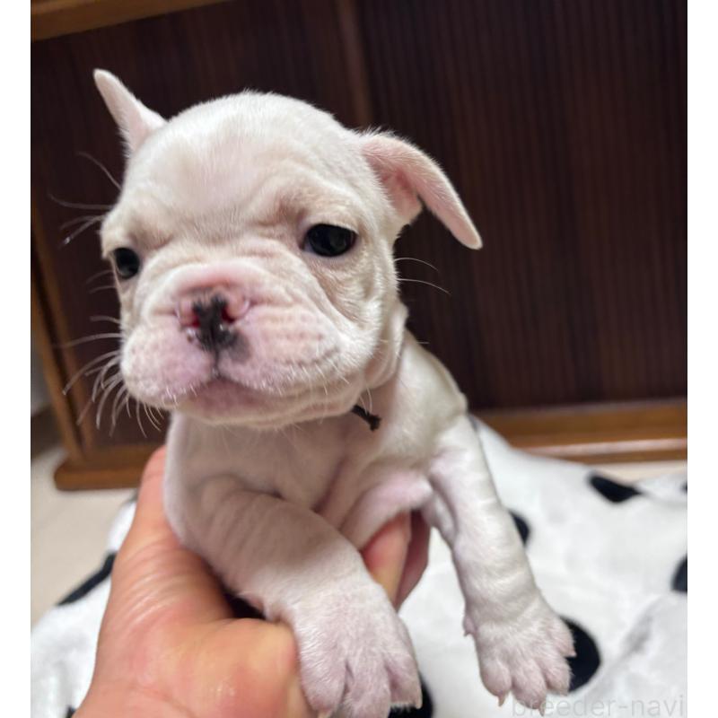 成約済の三重県のフレンチブルドッグ-429811の3枚目