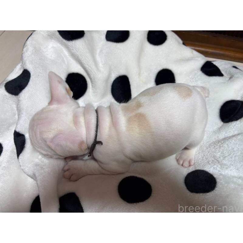 成約済の三重県のフレンチブルドッグ-429811の2枚目