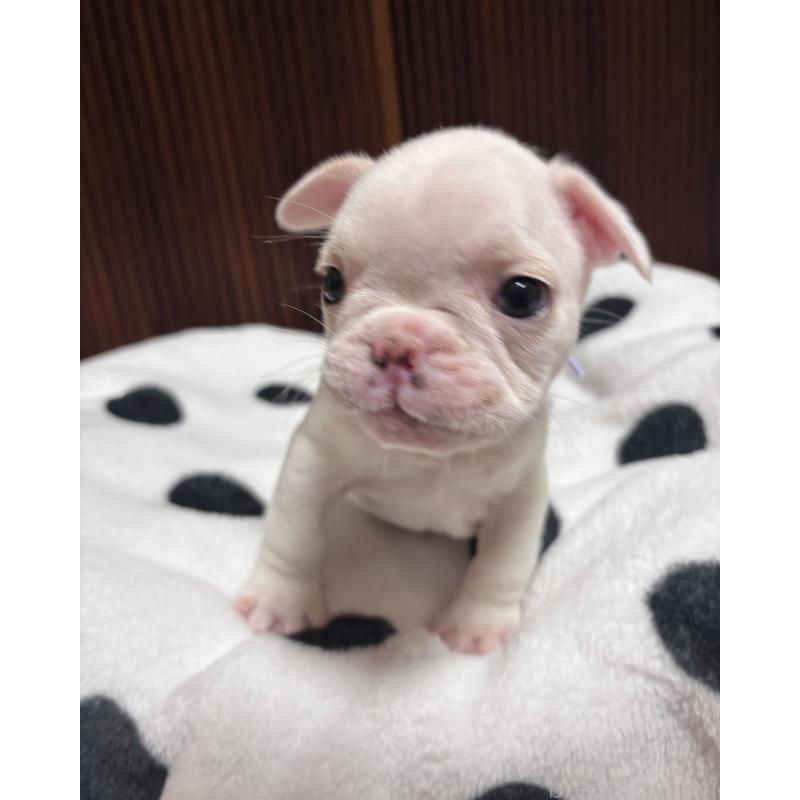 成約済の三重県のフレンチブルドッグ-429829の4枚目