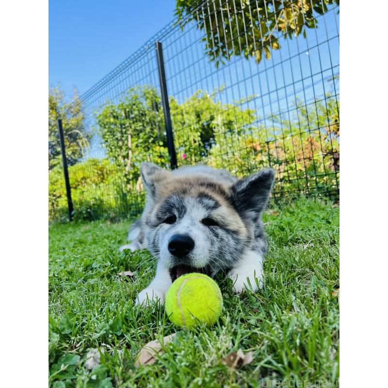 長坂智美ブリーダーの詳細の1枚目