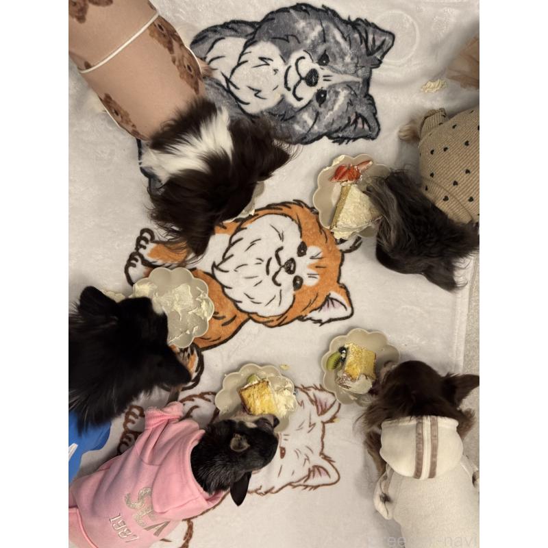 長坂智美ブリーダーの詳細