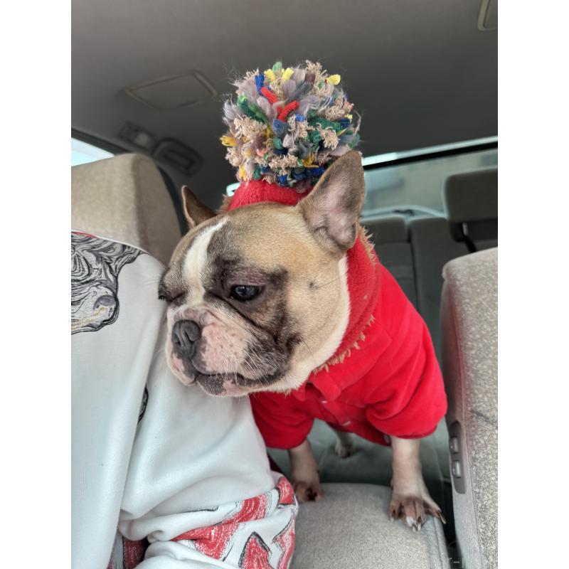 長坂智美ブリーダーの詳細