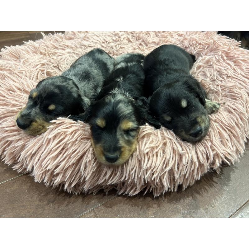 長坂智美ブリーダーの詳細