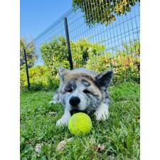 長坂智美ブリーダー