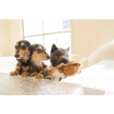 何暁松ブリーダー