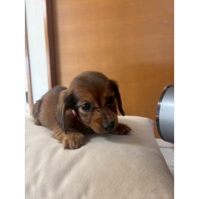 岩名規充ブリーダーの詳細