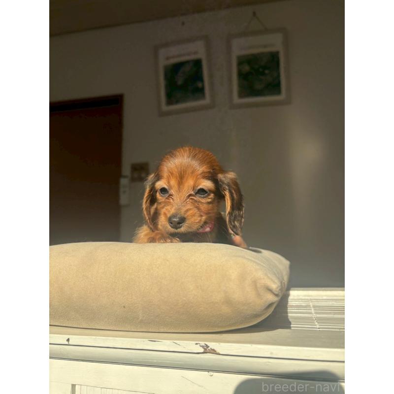 岩名規充ブリーダーの詳細