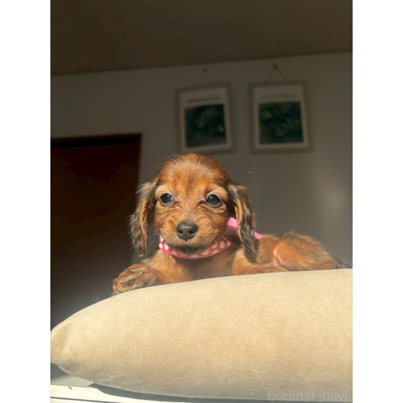 岩名規充ブリーダーの詳細