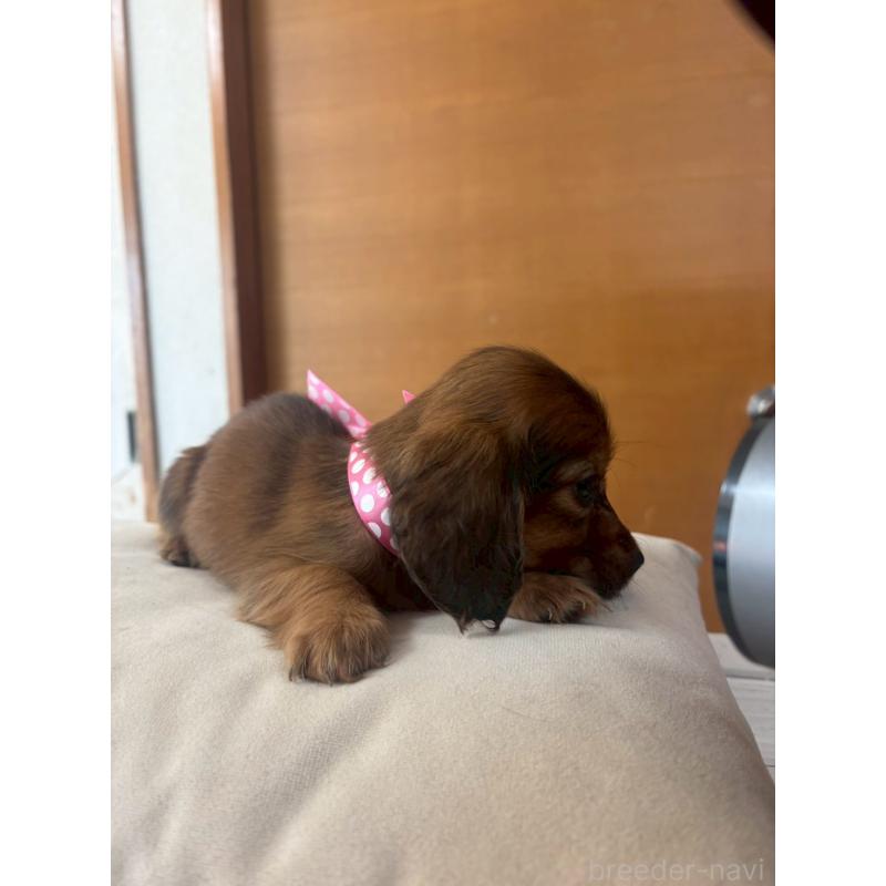 岩名規充ブリーダーの詳細