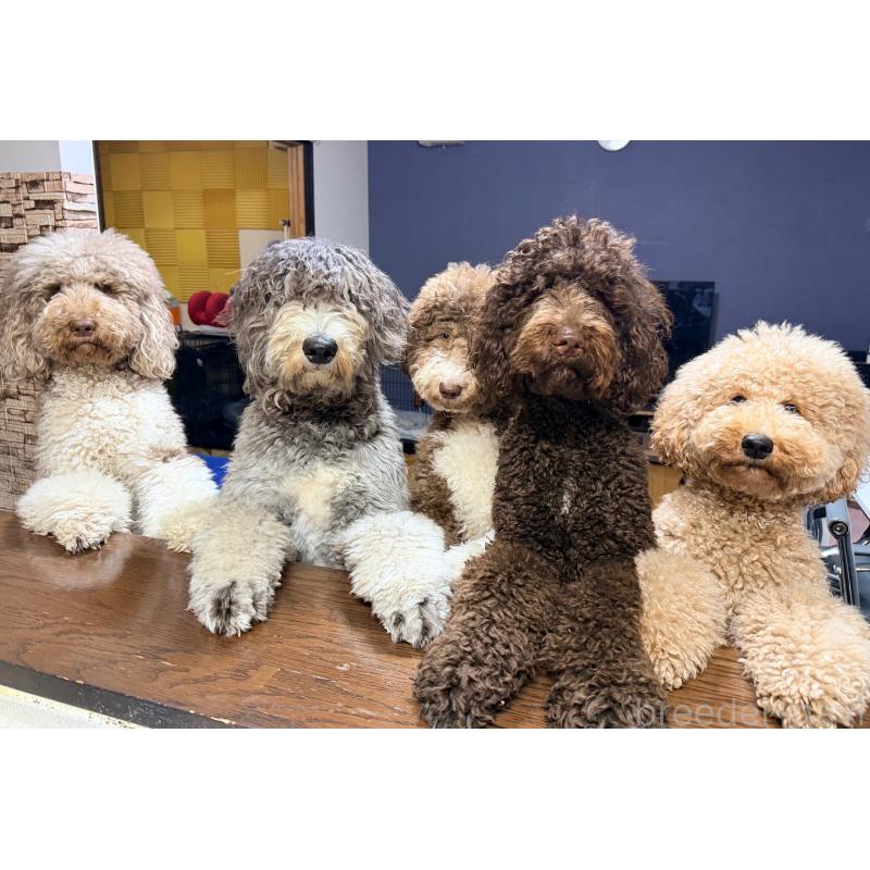 脇山玲奈ブリーダーの詳細