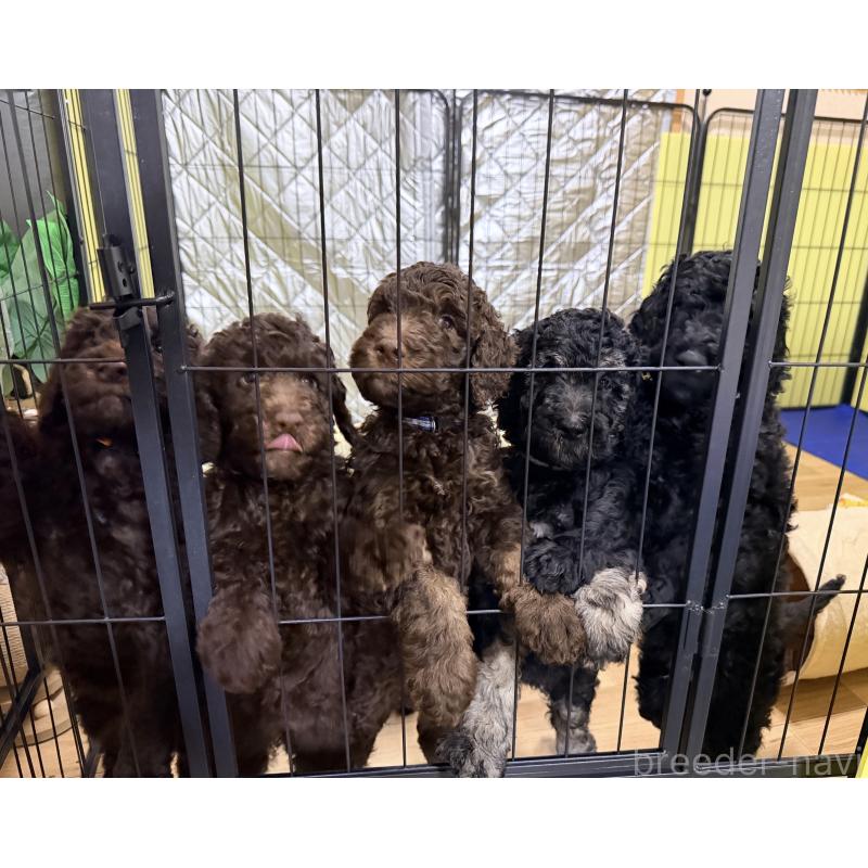 脇山玲奈ブリーダーの詳細