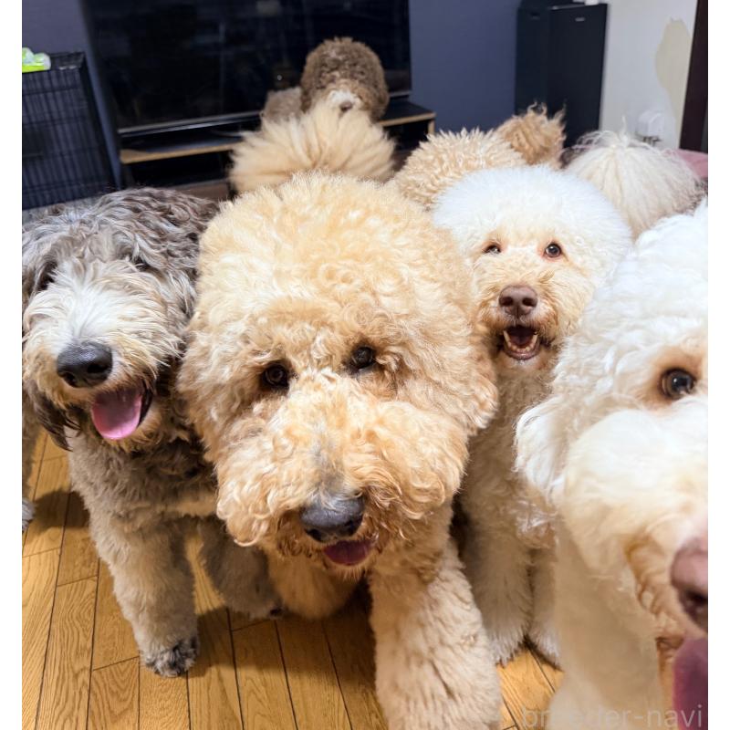 脇山玲奈ブリーダーの詳細