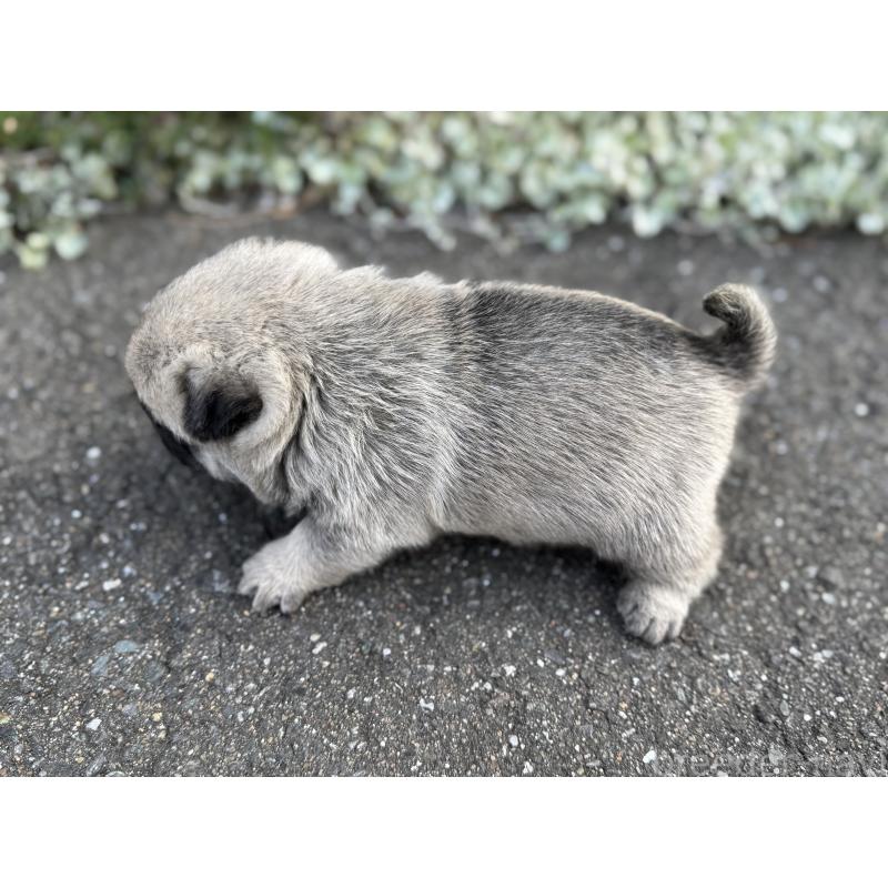 成約済の福岡県のパグ-428975の6枚目