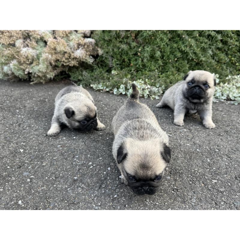 成約済の福岡県のパグ-428975の5枚目