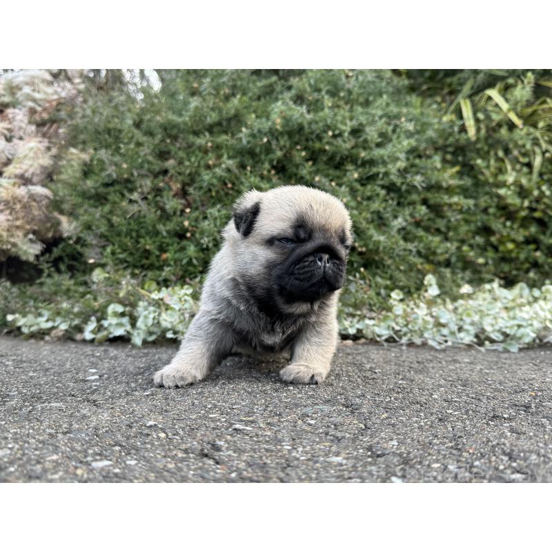 成約済の福岡県のパグ-428975の4枚目