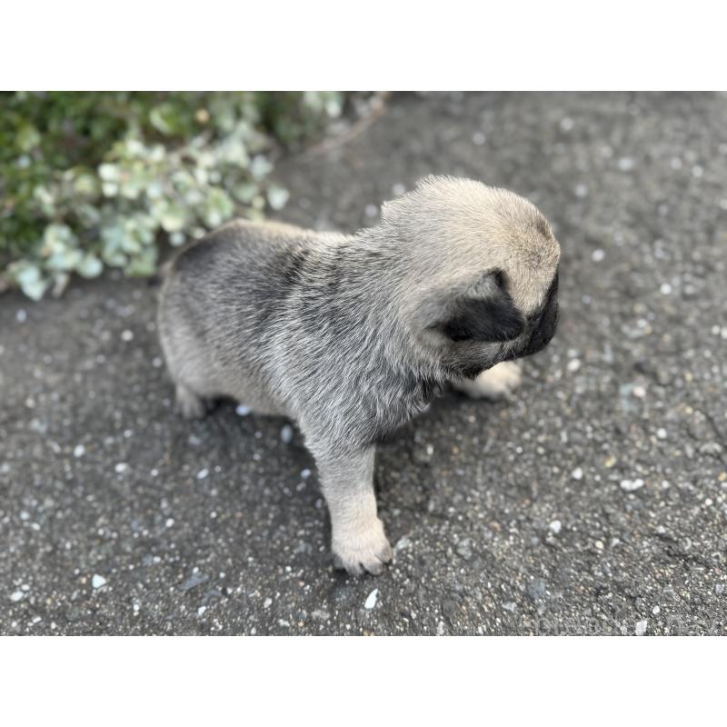 成約済の福岡県のパグ-428976の7枚目