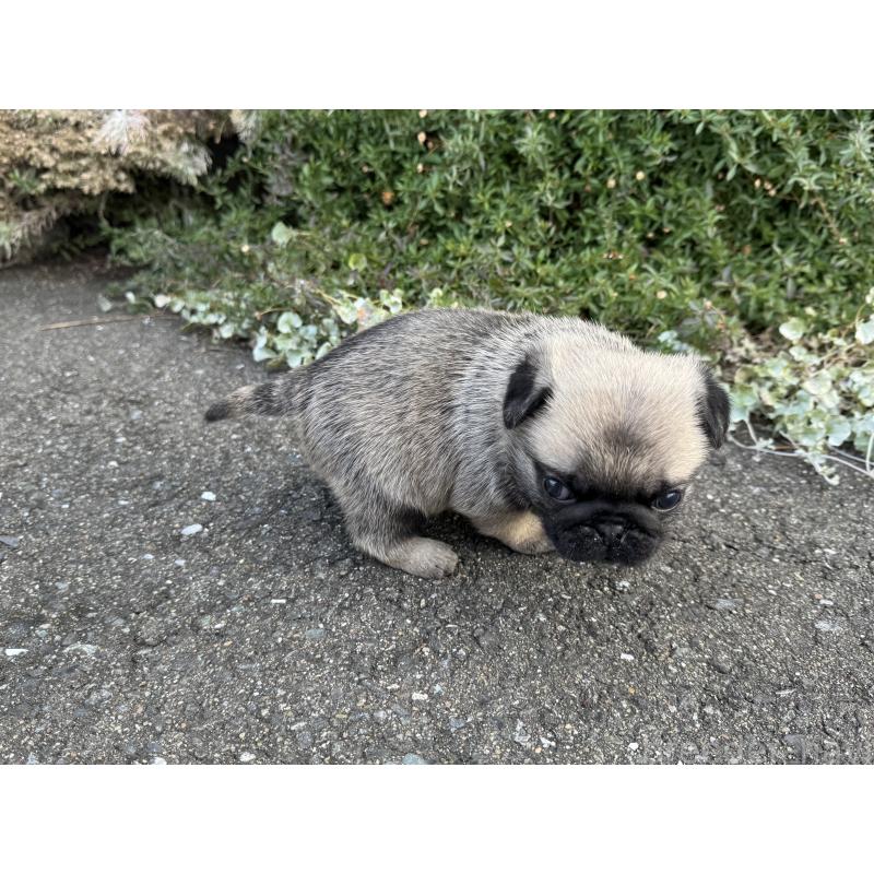 成約済の福岡県のパグ-428976の6枚目