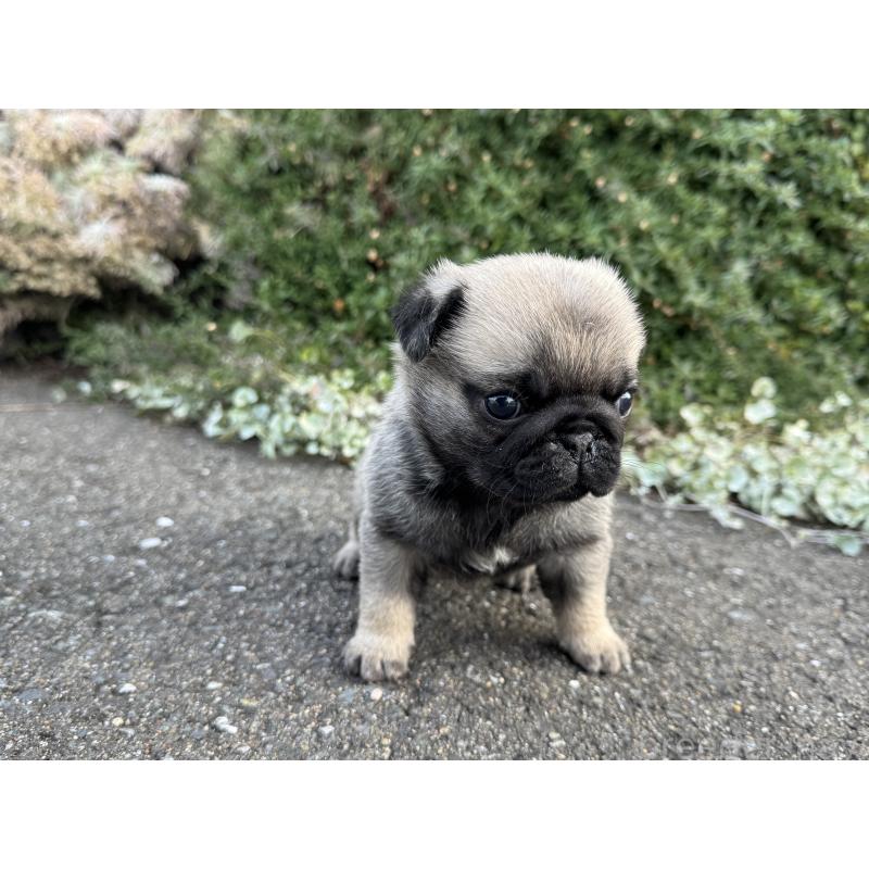 成約済の福岡県のパグ-428976の5枚目