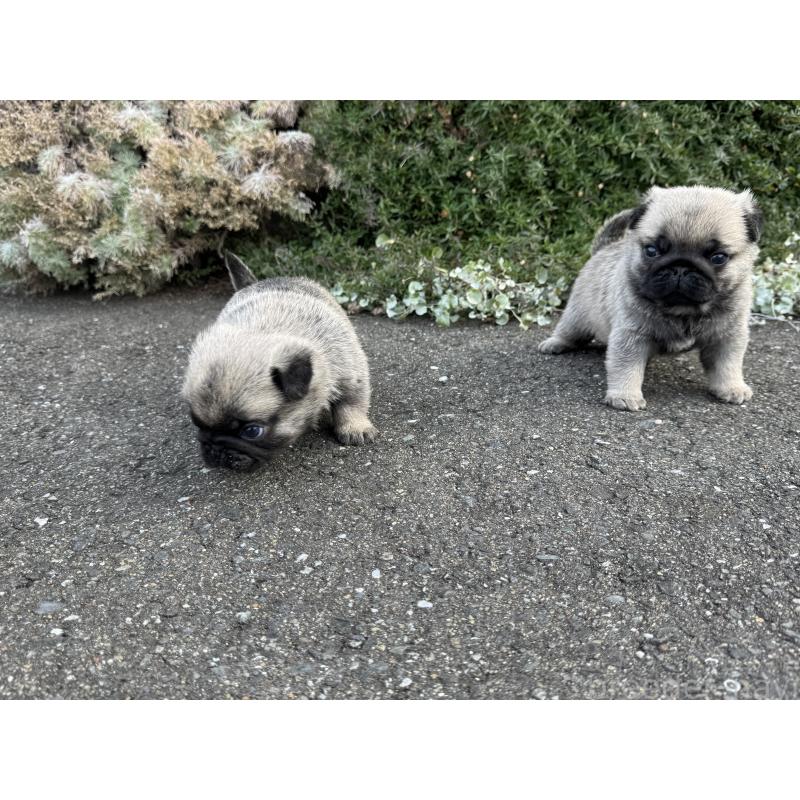 成約済の福岡県のパグ-428976の4枚目