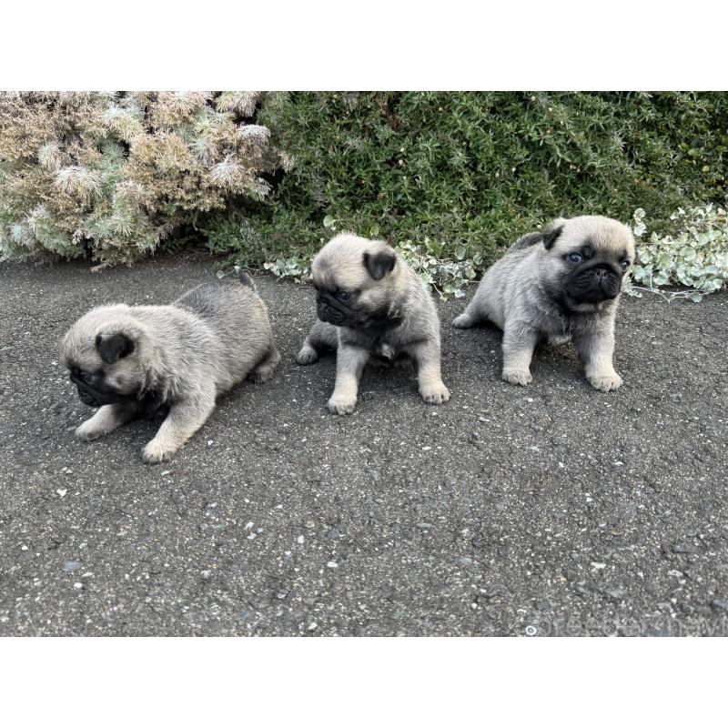 成約済の福岡県のパグ-428976の3枚目