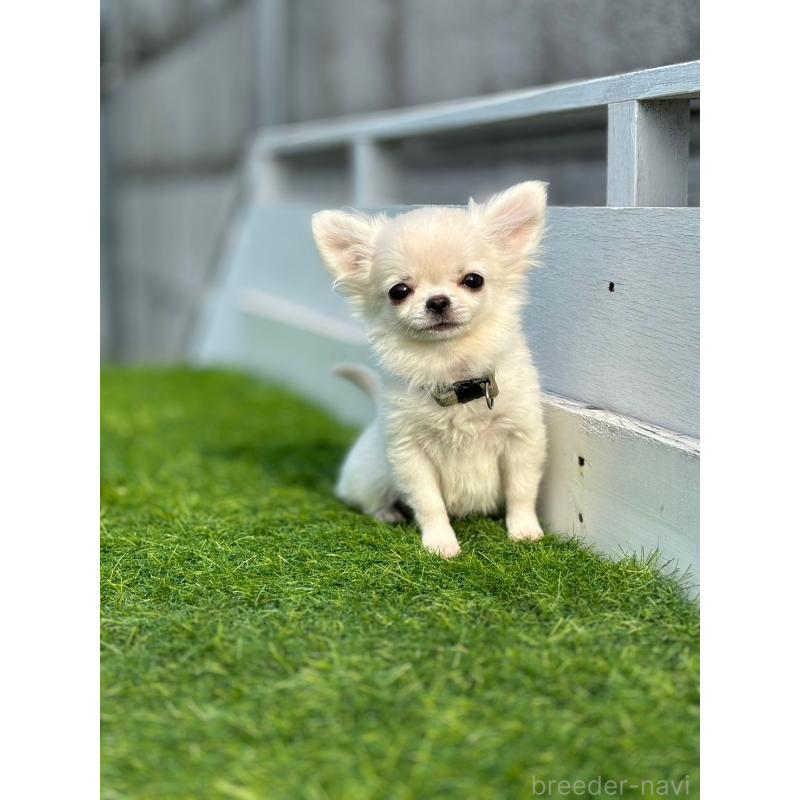 鳥井翔ブリーダーの詳細